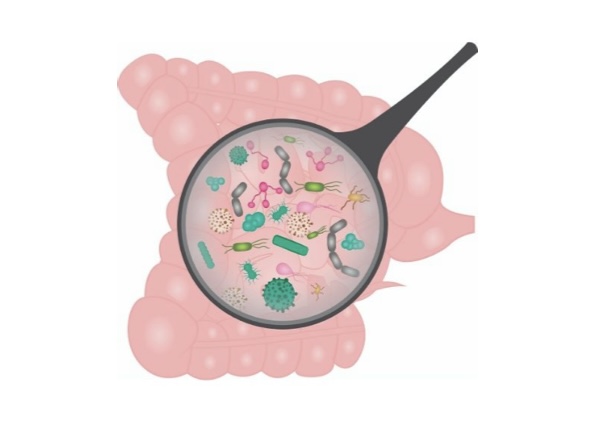 HG Consultant - Photo formation microbiote intestinal